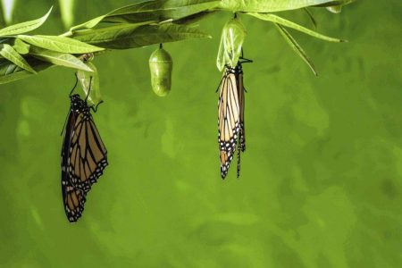Schmetterling schlüpft aus seinem Kokon - Symbol für Transformation und Veränderung